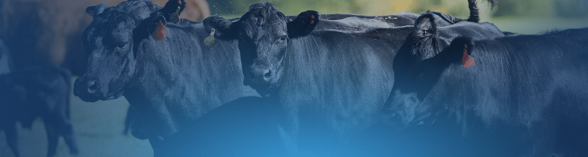 blog_header_rupp 1 (1)