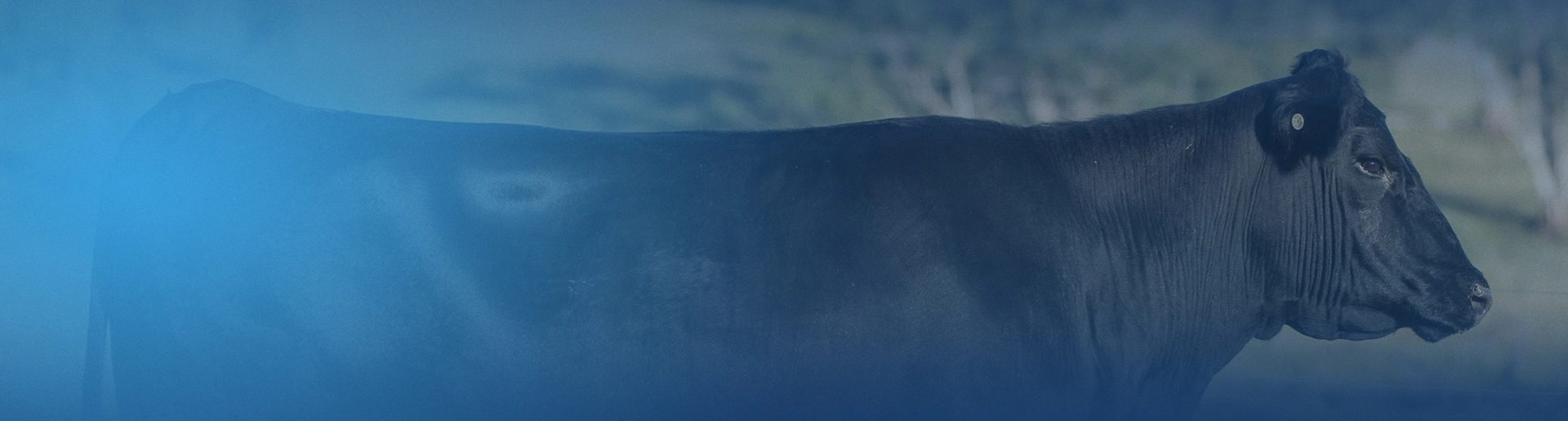 background image of angus beef cow