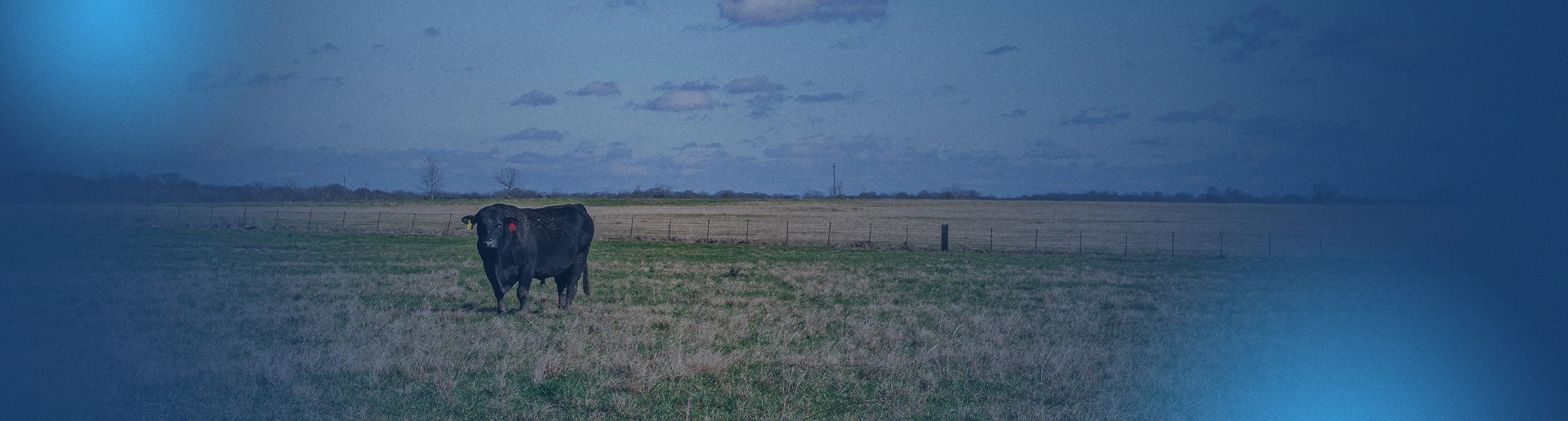 lone angus cow on field