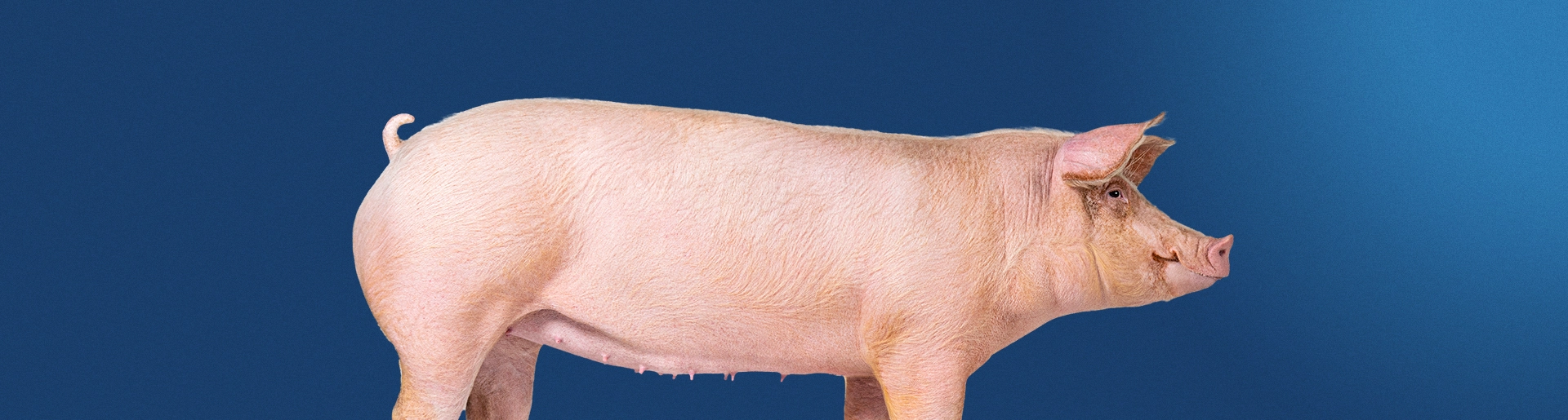article-header_pork-pricing_1920x515